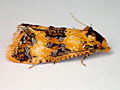 Commophila aeneana